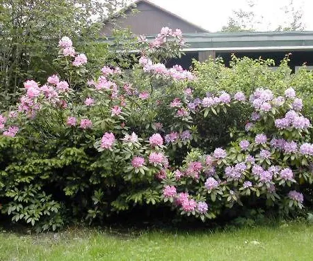 沃尔夫酒店 克劳斯塔尔-采勒费尔德